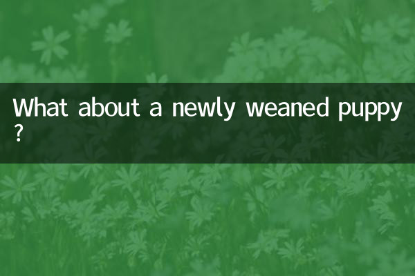 Was ist mit einem frisch entwöhnten Welpen?