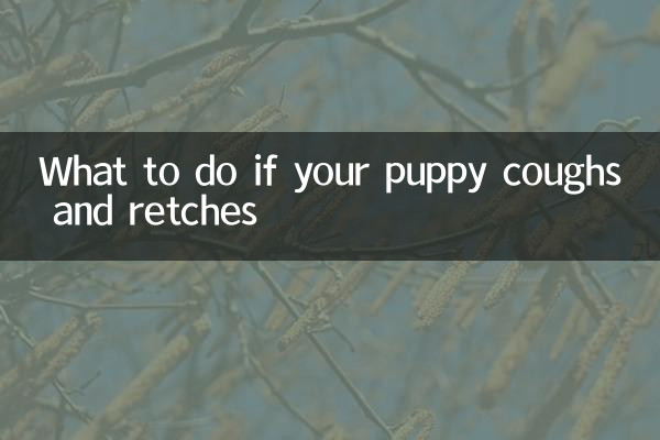 강아지가 기침하고 구역질을 하면 어떻게 해야 할까요?