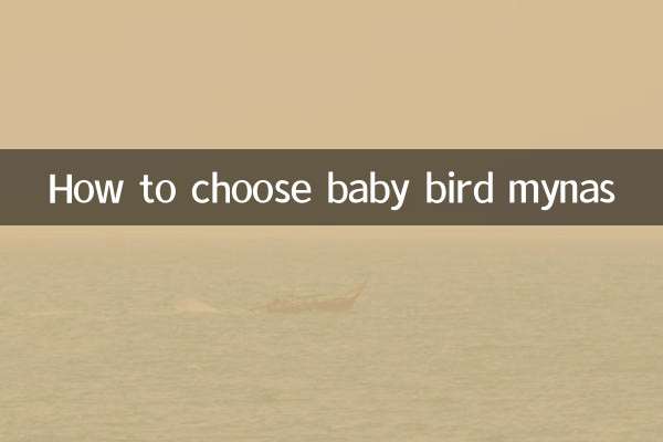 शिशु पक्षी मैना का चयन कैसे करें