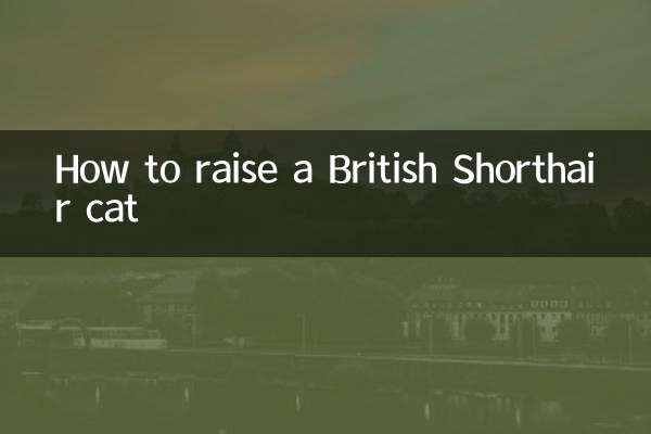 ブリティッシュショートヘアの育て方