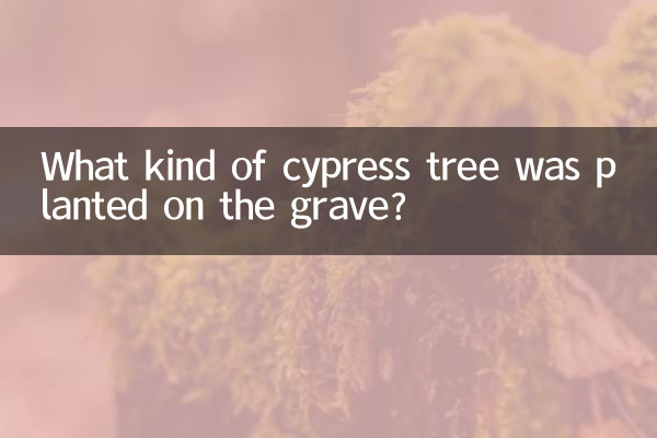 ما نوع شجرة السرو التي زرعت على القبر؟