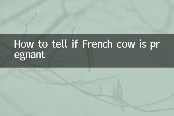 چگونه بفهمیم گاو فرانسوی باردار است؟