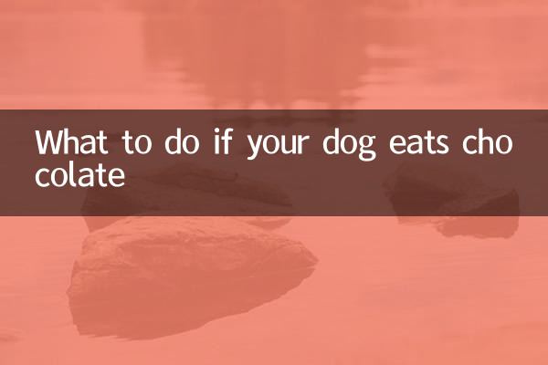 What to do if your dog eats chocolate