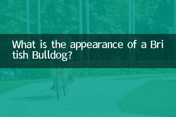 What is the appearance of a British Bulldog?