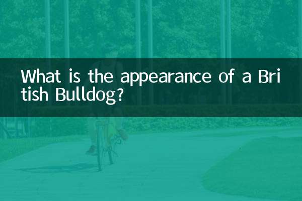 What is the appearance of a British Bulldog?