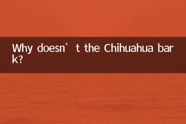 吉娃娃怎麼不叫