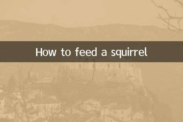 نحوه غذا دادن به سنجاب