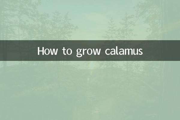 How to grow calamus