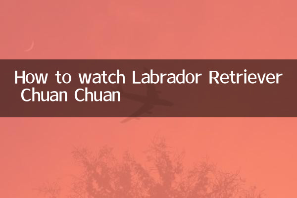 래브라도 리트리버 Chuan Chuan을 보는 방법