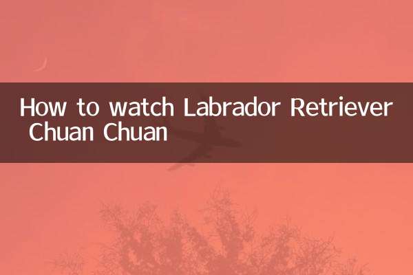 لیبراڈور ریٹریور چوان چوان کو کیسے دیکھیں