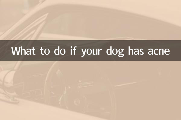 What to do if your dog has acne