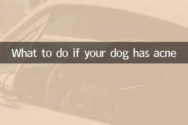 Qué hacer si tu perro tiene acné