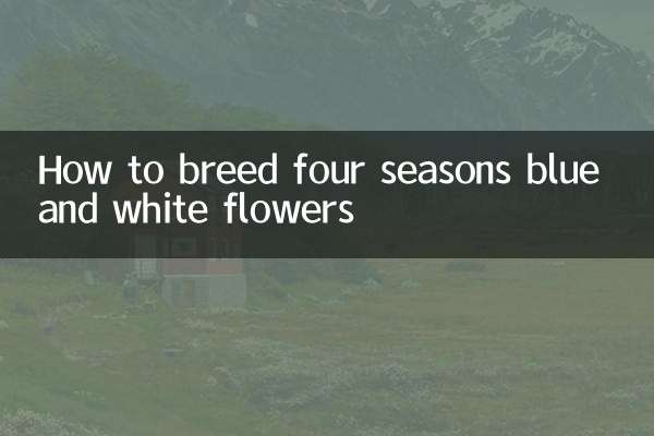 四季青花怎么养殖