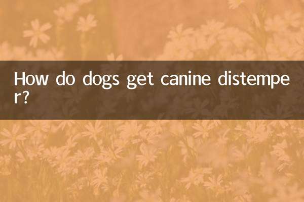 Как собаки заражаются собачьей чумой?