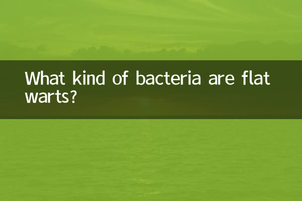 What kind of bacteria are flat warts?