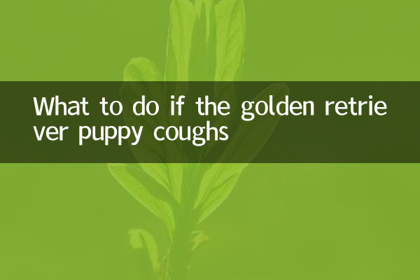 Cosa fare se tosse il cucciolo di Golden Retriever