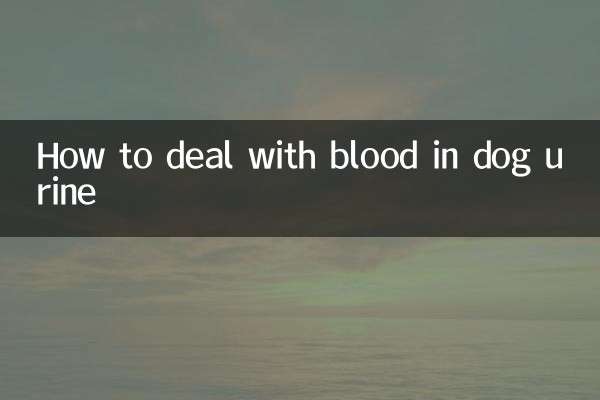 كيفية التعامل مع الدم في بول الكلب