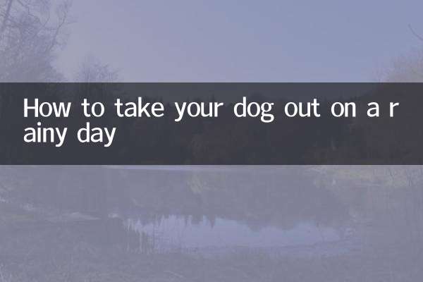 So gehen Sie an einem regnerischen Tag mit Ihrem Hund raus