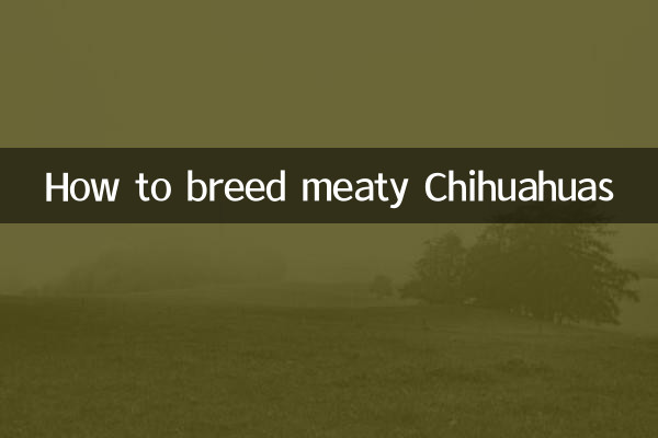 Comment élever des chihuahuas charnus