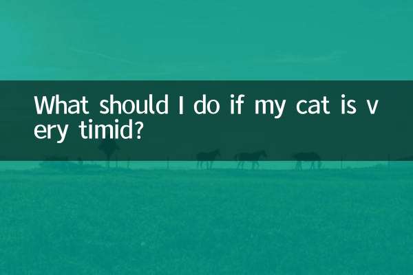 اگر گربه من خیلی ترسو است چه کار کنم؟