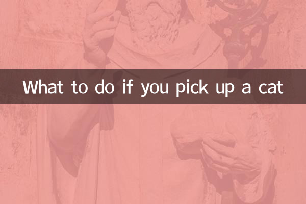 O que fazer se você pegar um gato
