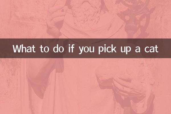 Что делать, если вы взяли в руки кошку