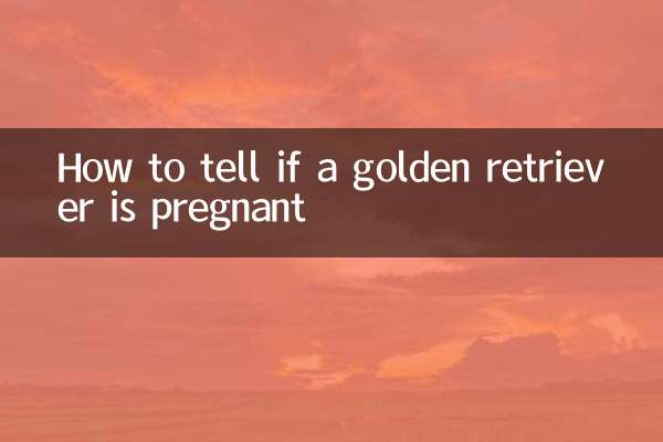 Come sapere se un Golden Retriever è incinta