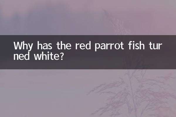 Why has the red parrot fish turned white?