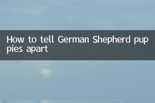 জার্মান শেফার্ড কুকুরছানাকে কীভাবে আলাদা করে বলবেন
