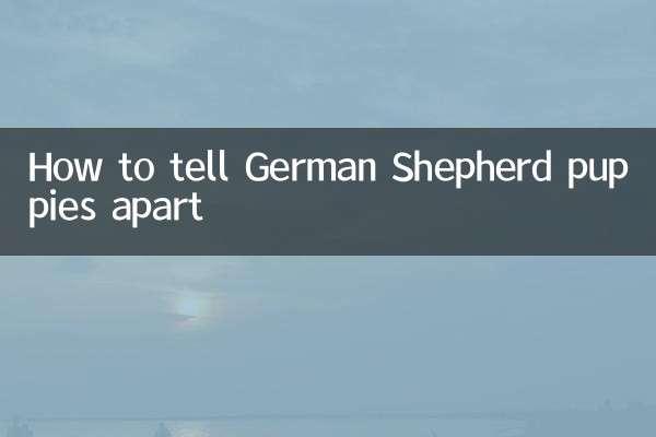 জার্মান শেফার্ড কুকুরছানাকে কীভাবে আলাদা করে বলবেন