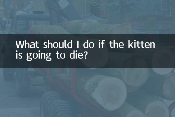 What should I do if the kitten is going to die?