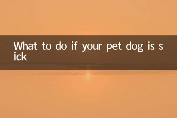 Qué hacer si tu perro está enfermo