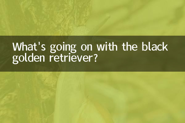 黑色金毛是怎么回事