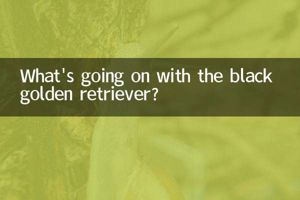 黑色金毛是怎么回事