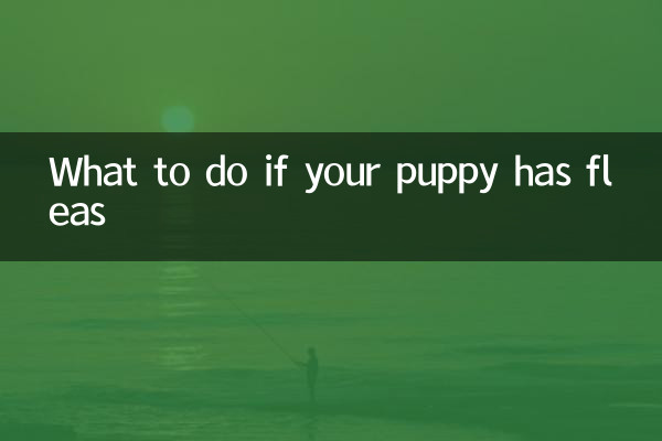 What to do if your puppy has fleas