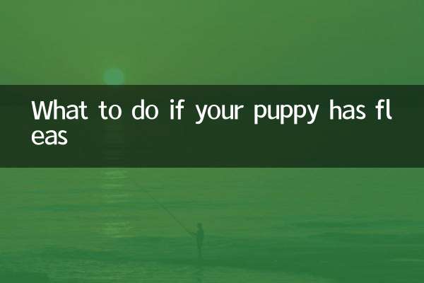 What to do if your puppy has fleas