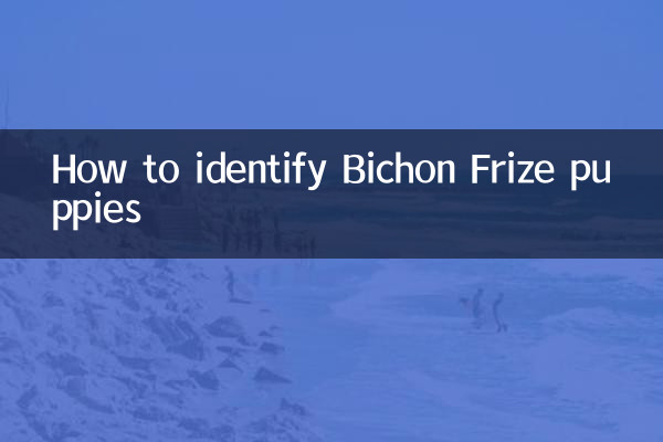 बिचोन फ़्रीज़ पिल्लों की पहचान कैसे करें