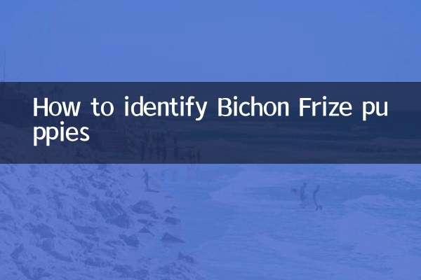 बिचोन फ़्रीज़ पिल्लों की पहचान कैसे करें