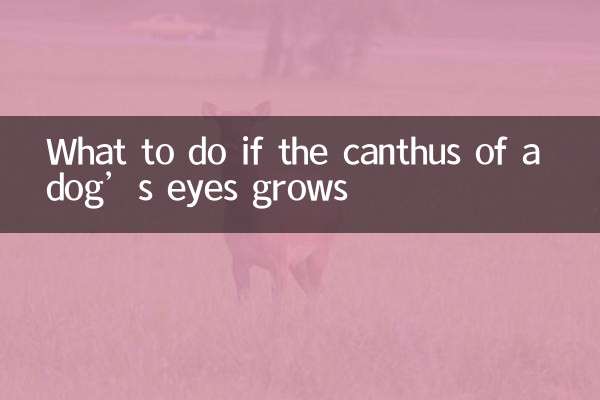 O que fazer se o canto dos olhos de um cachorro crescer