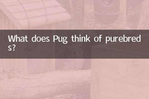 Cosa pensa Pug dei purosangue?
