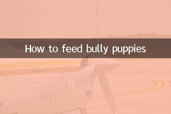 বুলি কুকুরছানাকে কীভাবে খাওয়াবেন