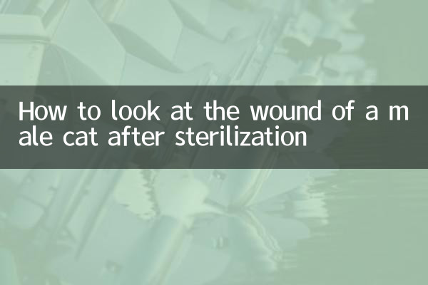 Wie man die Wunde eines Katers nach der Sterilisation betrachtet