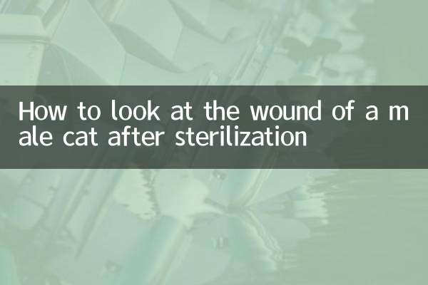 Wie man die Wunde eines Katers nach der Sterilisation betrachtet
