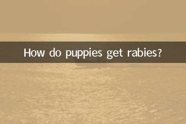 How do puppies get rabies?