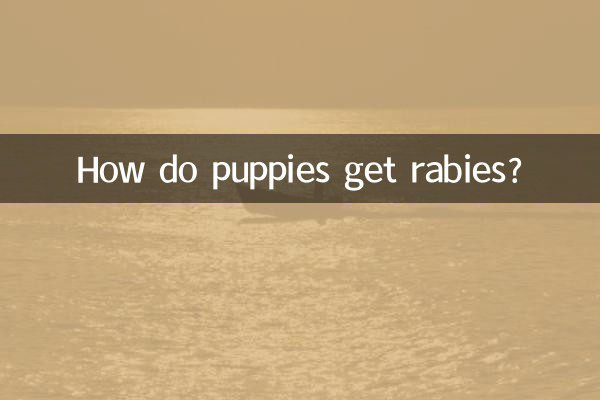 How do puppies get rabies?
