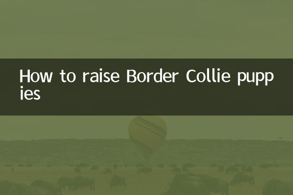 Comment élever des chiots Border Collie