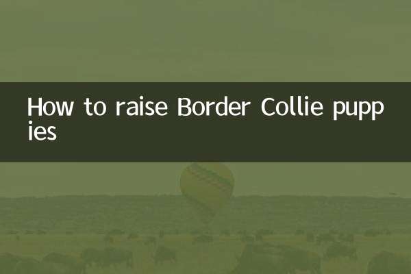 보더콜리 강아지 키우는 방법
