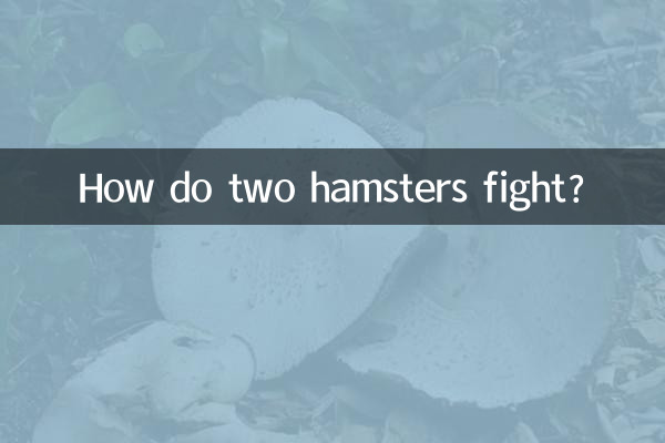 Как дерутся два хомяка?