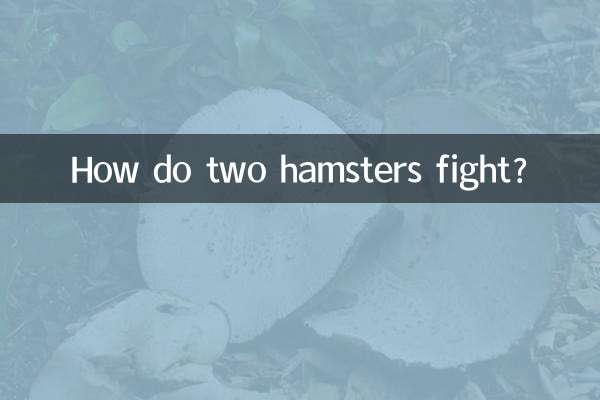 दो हैम्स्टर कैसे लड़ते हैं?