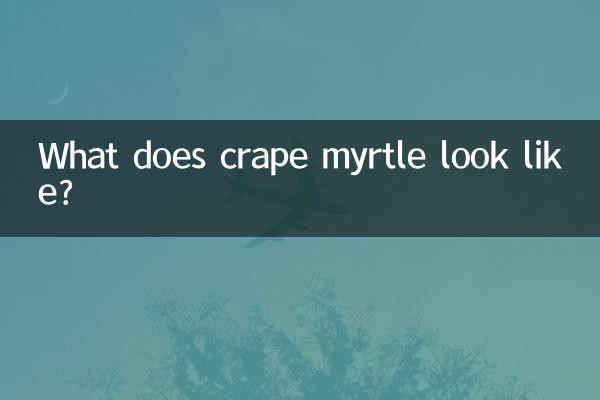 کریپ میرتی چه شکلی است؟